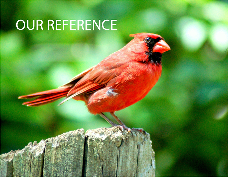 Cardinal Downloads